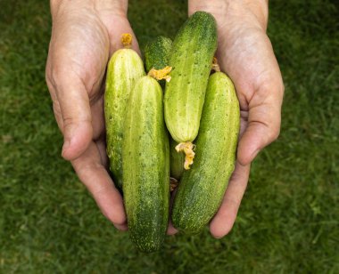 Taze yeşil salatalıklar dişi avuçlarında yatar.