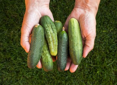 Kadınların avuçlarında altı taze yeşil salatalık yatıyor.