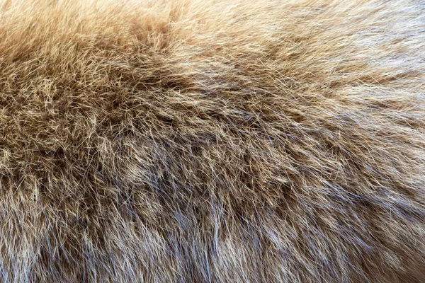 Background in the form of natural fur — 스톡 사진