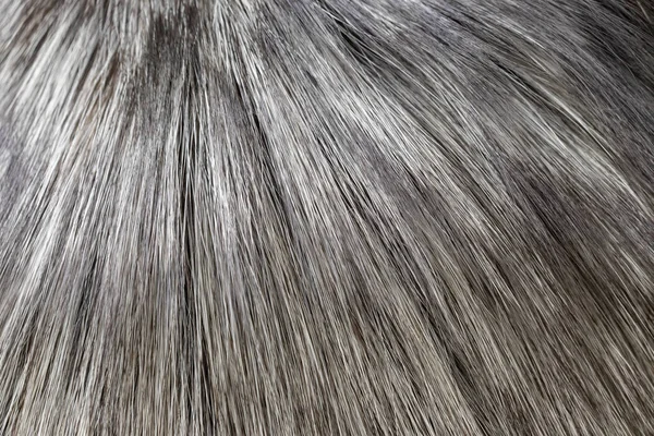 Background in the form of faux fur light gray — 스톡 사진