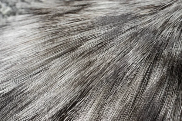 Υπόβαθρο με τη μορφή faux γούνα ανοιχτό γκρι — Φωτογραφία Αρχείου