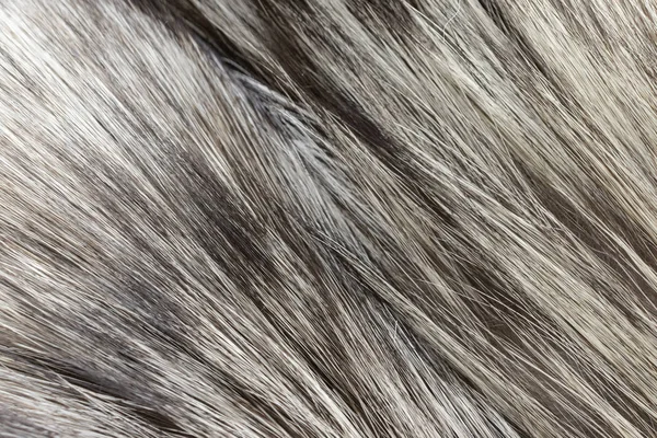 Background in the form of faux fur light gray — 스톡 사진