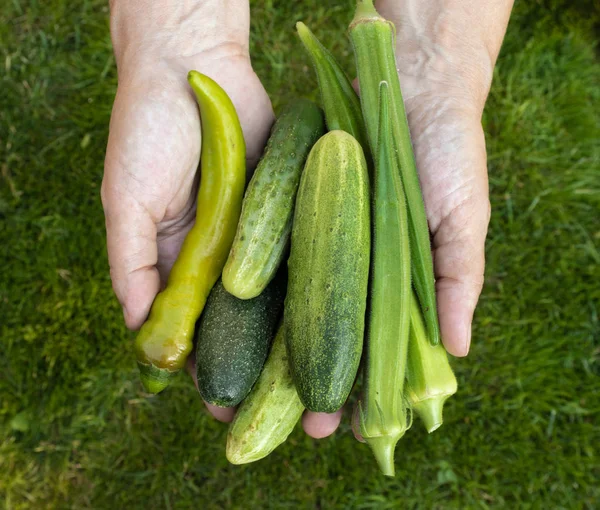 Πράσινα λαχανικά: πράσινες καυτερές πιπεριές, πράσινα αγγούρια Εικόνα Αρχείου