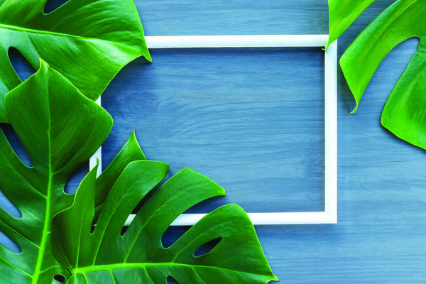 Большие листья манстера
