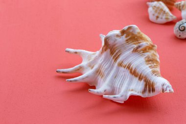 Mercan zemin üzerinde beyaz-kahverengi deniz kabuğu