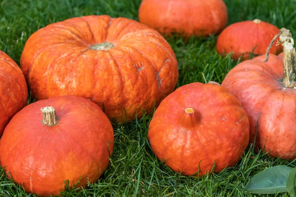 Siete calabazas anaranjadas yacen sobre la hierba verde — Foto de Stock