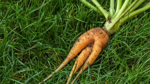 Молода потворна морква лежить на зеленій траві Стокове Зображення