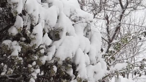 Χιόνι Βρίσκεται Μαραμένα Φυλλώματα Και Δέντρα — Αρχείο Βίντεο