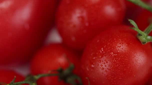 Viele Reife Tomaten Auf Grünen Zweigen Nahaufnahme — Stockvideo