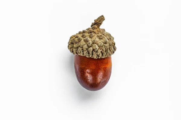 Beyaz arka planda bir meşe palamudu yatıyor.