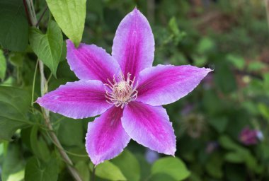 Yeşil yaprakların arka planında çiçek Terry Clematis pembe renk, bokeh