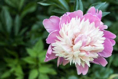 Beyaz ahududu şakayık çiçeği yeşil yapraklı, yakın plan.