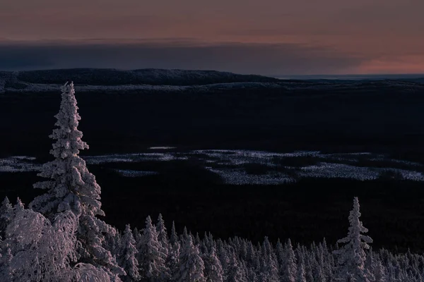 Árbol Navidad Solitario Taiga Los Urales Atardecer —  Fotos de Stock