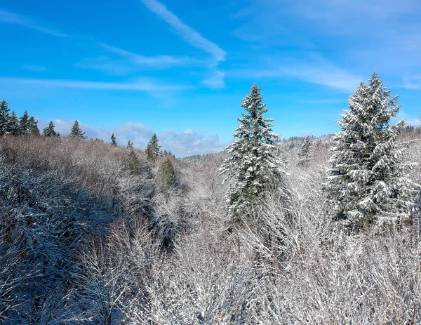 Snowy Zimowy Dzień Jasnym Błękitnym Niebem Chmurami Cumulus Leśnym Otoczeniu — Zdjęcie stockowe