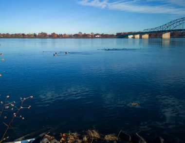 Columbia Nehri 'nde kanatlı ördekler mavi gökyüzü ve bulutlarla güneşli bir sabahta Kennewick-Pasco Washington' da
