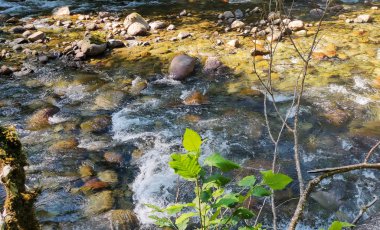 Kıvılcımlar saçan kayalar ve bereketli kayalar Silverton Washington 'daki Dağ Döngü Otobanı açıklarındaki North Fork Sauk Nehri' nde.