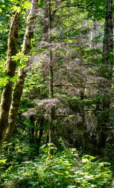 Tree Surrounded Greenery Forest Summertime Mountain Loop Highway Silverton Washington — ストック写真
