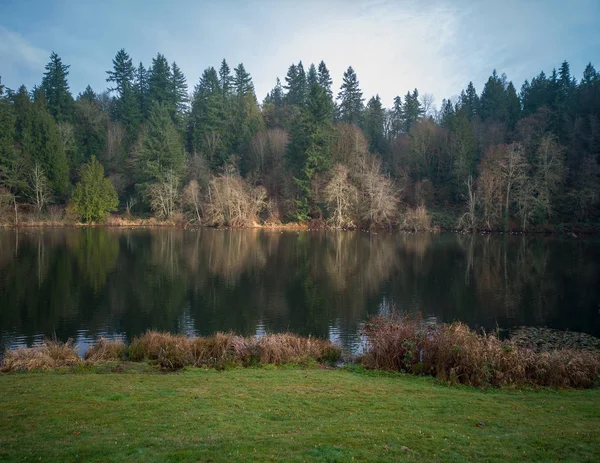 Arbres Lumineux Reflétant Dans Eau Avec Des Nénuphars Des Centaines — Photo