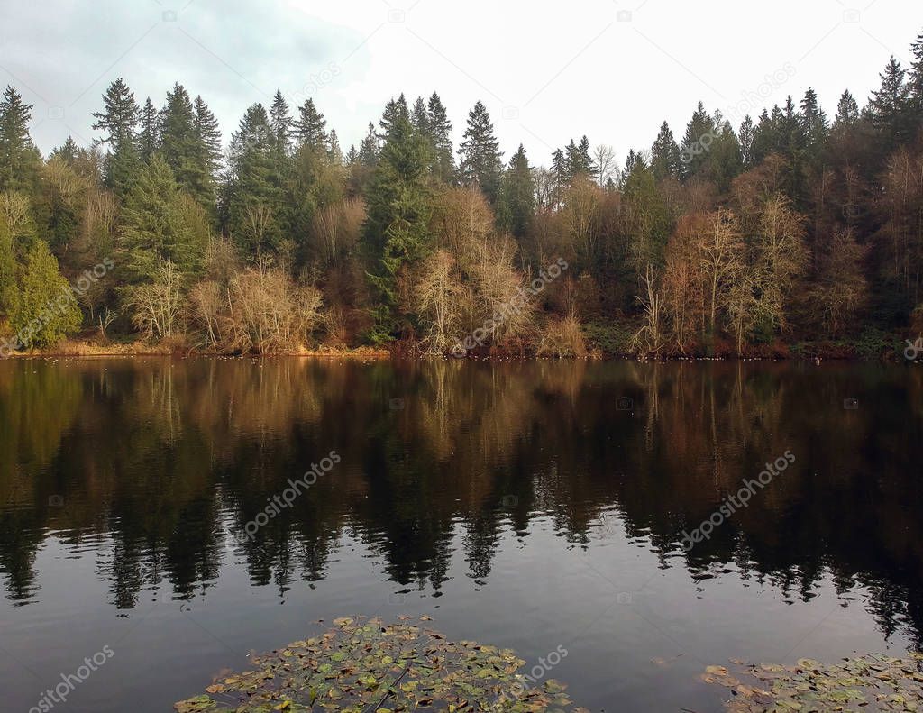 Luminous trees reflecting in the water with lily pads and hundreds of ducks in the far background in the fall time at Lake Rasmussen Park in Duvall Washington State 