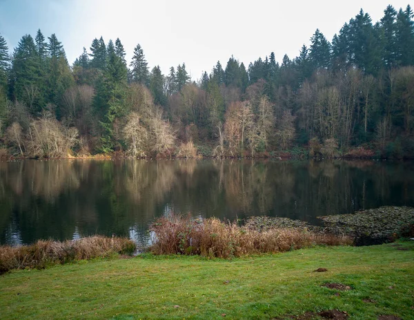 Arbres Lumineux Reflétant Dans Eau Avec Des Nénuphars Des Centaines — Photo