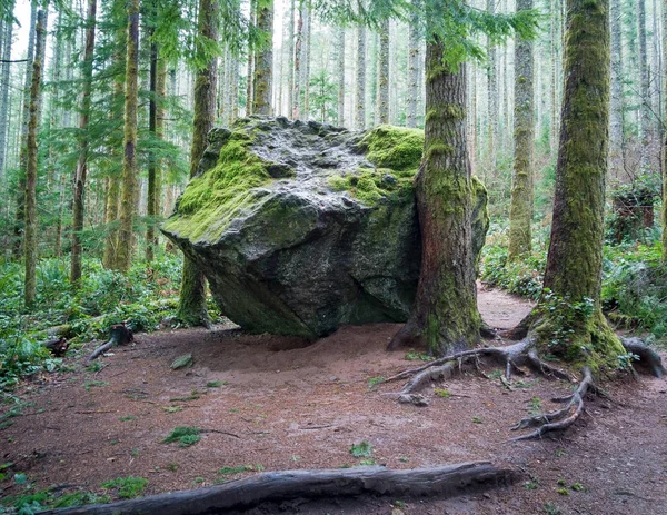 Images Challenging Rattlesnake Ridge Trail Trees Moss Boulders Plants Logs — ストック写真