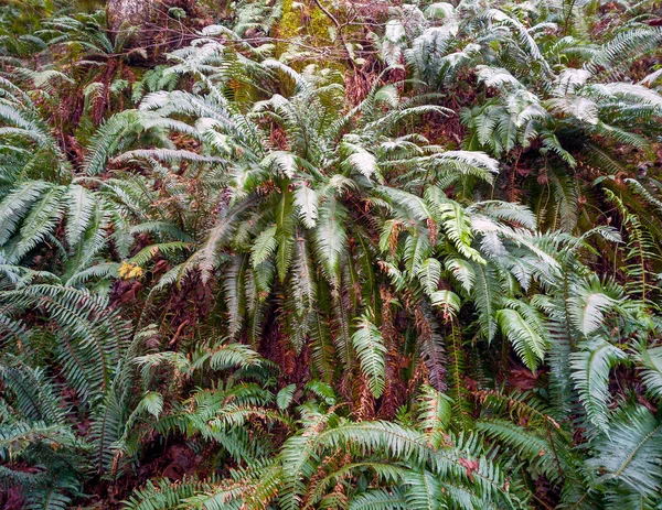Zdjęcia Trudnego Szlaku Rattlesnake Ridge Drzewami Głazy Mech Rośliny Kłody — Zdjęcie stockowe
