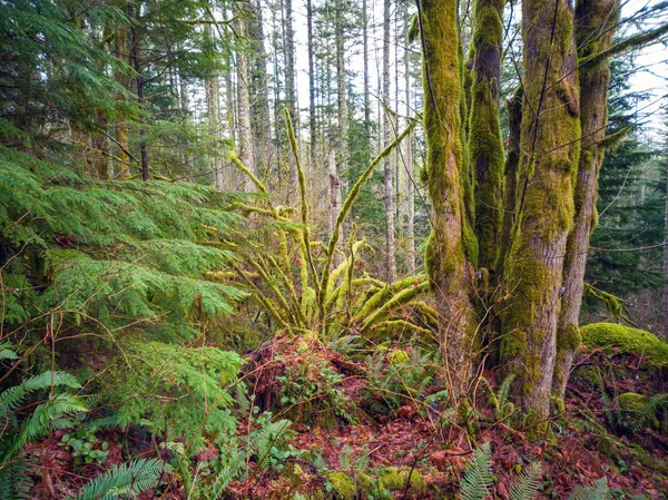 Images Challenging Rattlesnake Ridge Trail Trees Moss Boulders Plants Logs — Stock Photo, Image