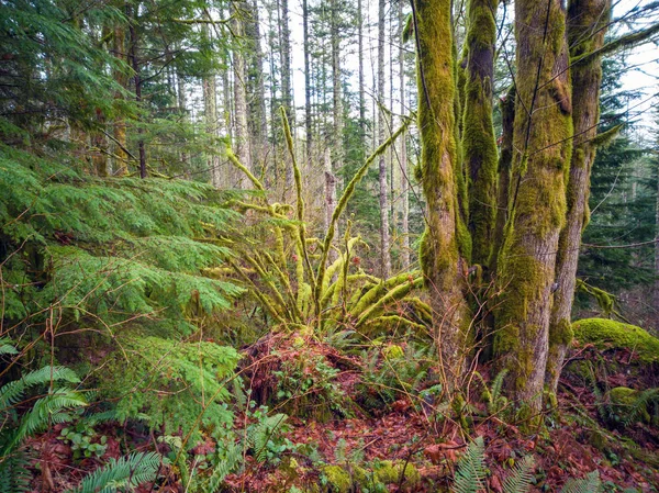 Imagens Desafiador Rattlesnake Ridge Trail Com Árvores Musgo Pedras Plantas — Fotografia de Stock