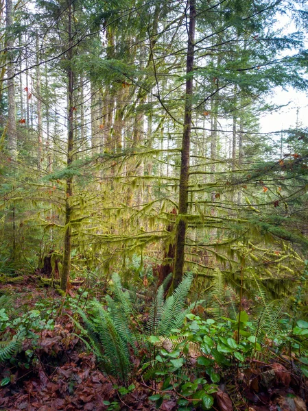 Images Challenging Rattlesnake Ridge Trail Trees Moss Boulders Plants Logs — Stock Photo, Image