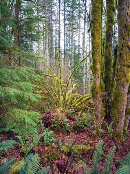 Images Challenging Rattlesnake Ridge Trail Trees Moss Boulders Plants Logs — Stock Photo, Image