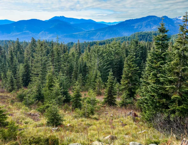 Green Trees Pretty Clouds Mountain Setting Okanogan Wenatchee National Forest — Stock Photo, Image