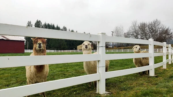 Três Alpacas Majestosas Felizes Amigáveis Com Celeiro Pássaros Voando Fundo — Fotografia de Stock