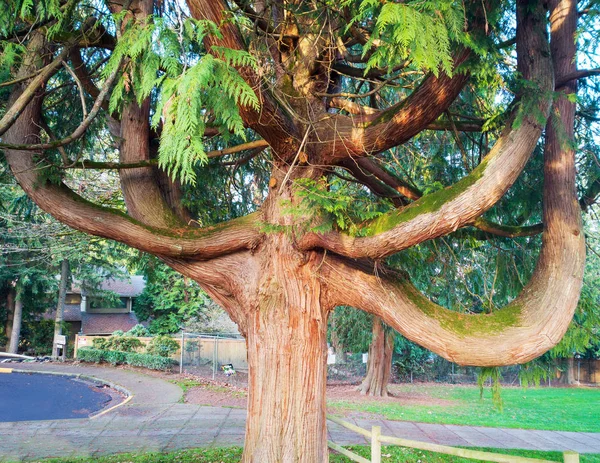 Ahtapot Dalları Yeşil Yaprakları Olan Eşsiz Bir Ağaç — Stok fotoğraf
