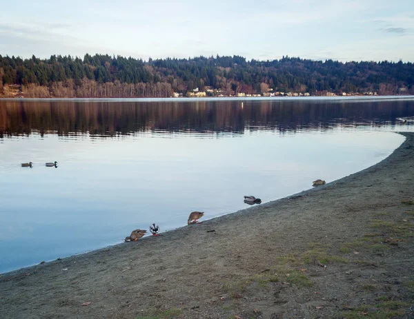 Blue Lake Birds Sky Clouds Mountain Background Right Sunset Fall — Stock Photo, Image