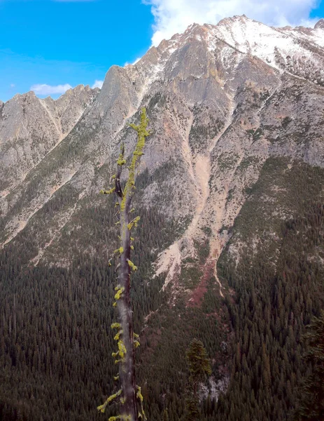 Wspaniałe Widoki Pokryte Śniegiem Góry Alpejskie Drzewa Dziewiczej Dziczy Jesienią — Zdjęcie stockowe