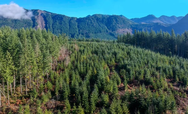 Ομιχλώδες Σύννεφο Κάλυψε Αλπικές Λίμνες Wilderness Πράσινα Δέντρα Ένα Φωτεινό — Φωτογραφία Αρχείου