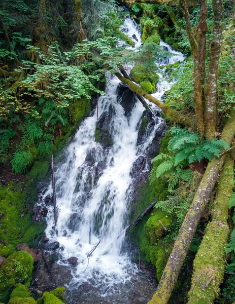 Pretty Little Creek Falls with branches and bright green leaves and moss covered logs cascading in the gifford pinchot national forest skamania county in a lush scenic green pool during the summertime in Washington State