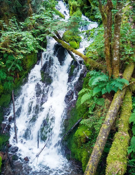 Pretty Little Creek Falls Med Grenar Och Ljusa Gröna Blad — Stockfoto