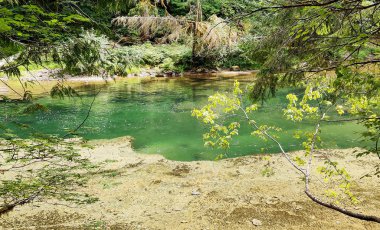 Emerald green pool and colorful leaves in the pristine rocky waters of the Lewis River in summertime Skamania County and the Gifford Pinchot National Forest in Washington State. clipart