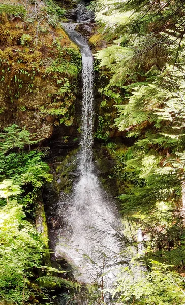 Εκπληκτική Cooper Creek Falls Βυθίζεται Ένα Βρύα Καλύπτονται Φαράγγι Στο — Φωτογραφία Αρχείου