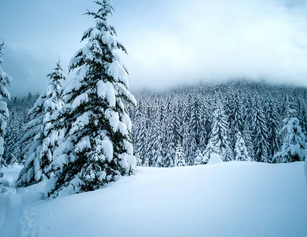 Снег Покрыл Замерзший Красивый Пруд Золотой Ручей Заснеженными Деревьями Тропой — стоковое фото