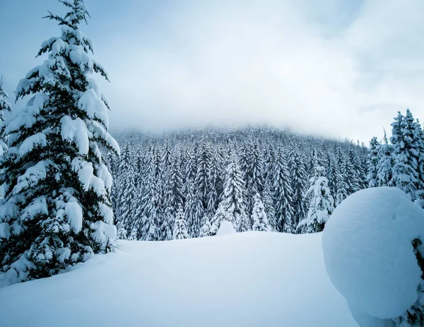 Snö Täckt Fryst Vacker Gold Creek Damm Med Snötäckta Träd — Stockfoto