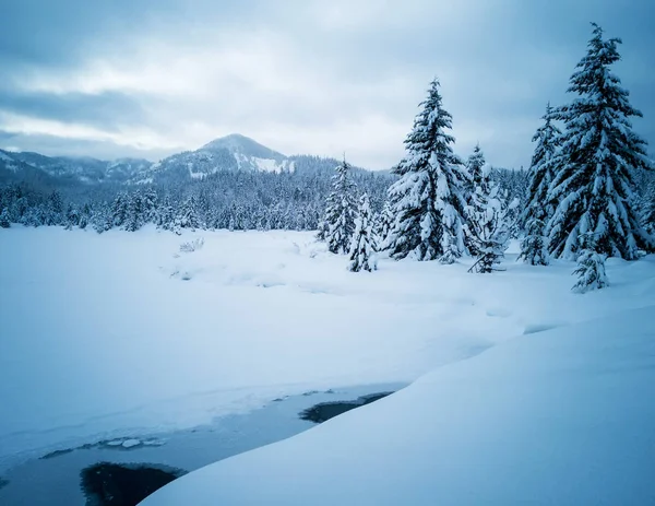 Snö Täckt Fryst Vacker Gold Creek Damm Med Snötäckta Träd — Stockfoto