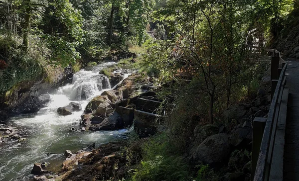 Manzaralı Ortanca Tumwater Şelalesi yazın Batı Washington 'da Thurston County' de popüler bir parkta balık merdiveni ve ağaçlarla bir dereye dökülüyor..