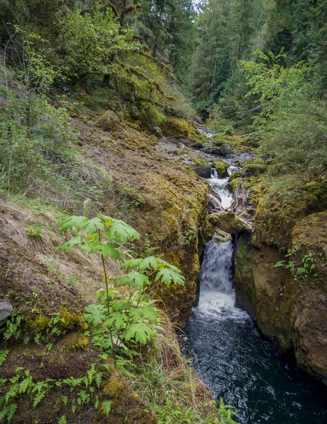 Bländande Deschutes Falls Störta Över Klippan Hisnande Ravin Omgiven Gröna — Stockfoto