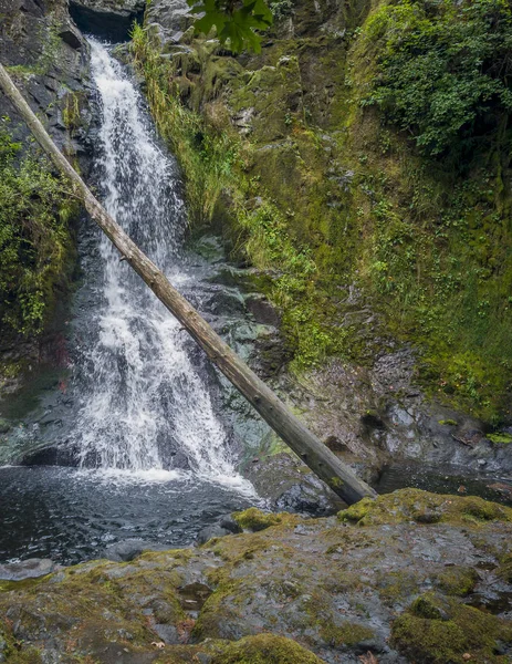 Äkta Mossa Täckt Tom Tom Falls Omgiven Vegetation Och Alger — Stockfoto