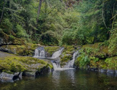 Dikkat çekici Aşağı Mashel Şelalesi yazın Pierce County Washington Eyaleti 'nde Charles Pack Ormanı' ndaki derede küçük bir su birikintisine giden yosun kaplı bir kaya yüzeyine dökülüyor.