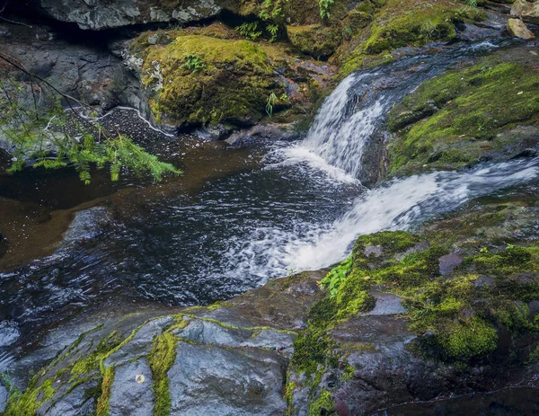 Kayda değer Aşağı Mashel Şelaleleri yazın Pierce County Washington 'da Charles Pack Ormanı' ndaki derede su birikintisine çıkan yosun kaplı bir kaya yüzeyine dökülüyor. 