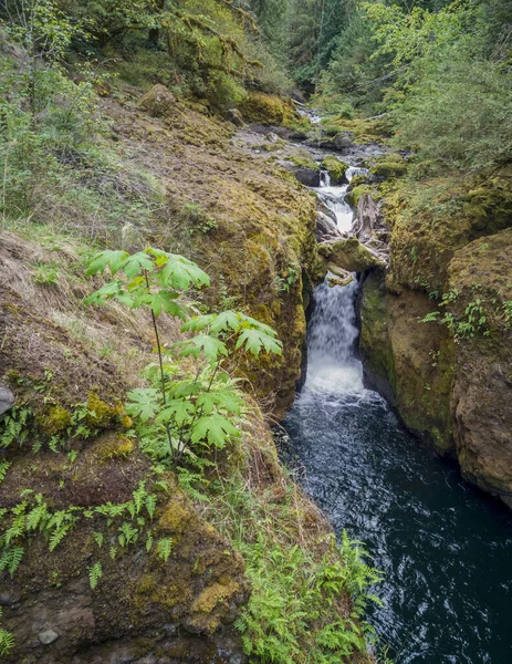 Bländande Deschutes Falls Störta Över Klippan Hisnande Ravin Omgiven Gröna — Stockfoto