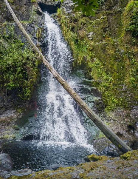 Pristine Moss Covered Tomtom Falls Surrounded Vegetation Algae Old Growth — Stockfoto